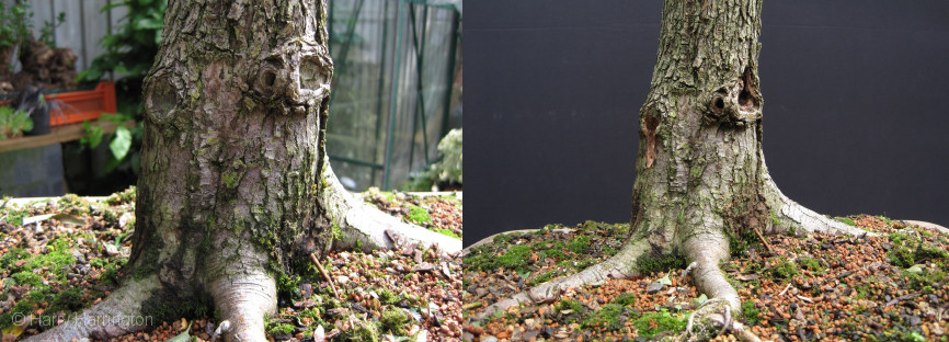 hawthorn bonsai
